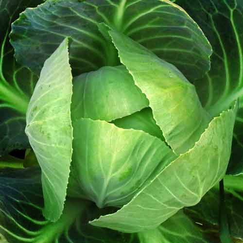 why cruciferous vegetables are important for your health? 2 Dietary food supplement