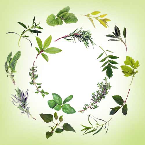 natural immune boosting herbs for a stronger immunity 2 Natural immune booster herbs