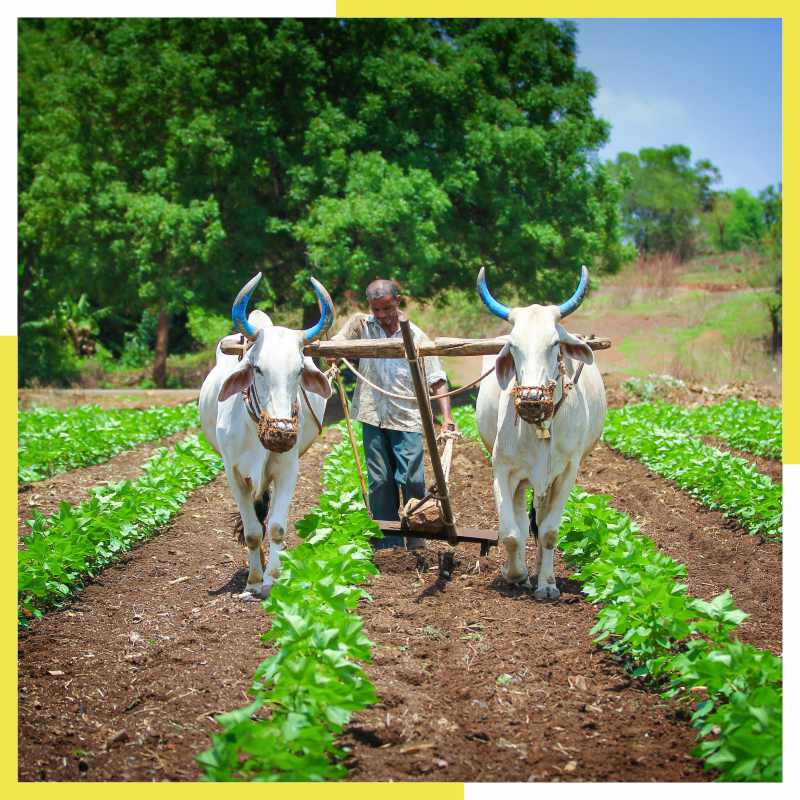 Bhookha haathi farmers connect mobile banner